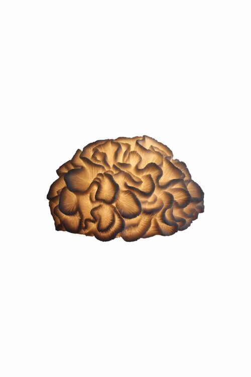 Lumienza Polyester Anemon Masa Lambası GLR-20S0016LW